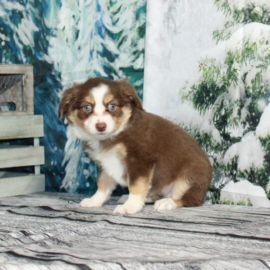 Australian Shepherd DOG Female Chocolate White Tan 5050 Petland Pensacola, Florida