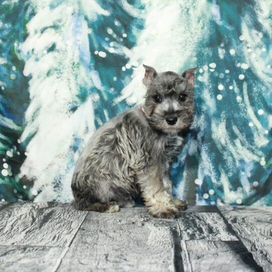 Mini Schnauzer DOG Female Salt / Pepper 5051 Petland Pensacola, Florida