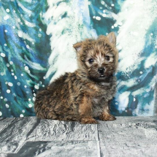 Cairn Terrier DOG Male Wheaten 5052 Petland Pensacola, Florida