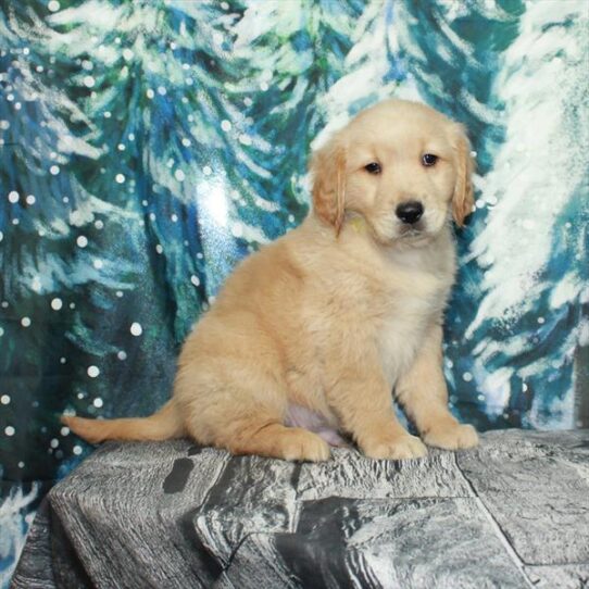 Golden Retriever DOG Male Golden 5053 Petland Pensacola, Florida