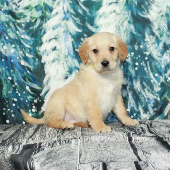 Golden Retriever DOG Female Golden 5054 Petland Pensacola, Florida