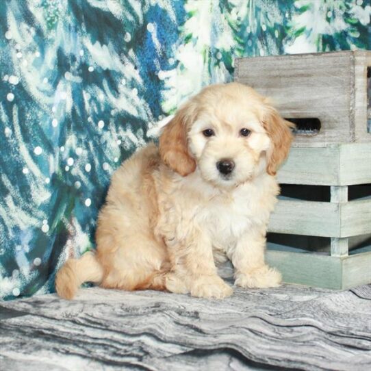 Goldendoodle Mini 2nd Gen DOG Female Light Golden 5055 Petland Pensacola, Florida