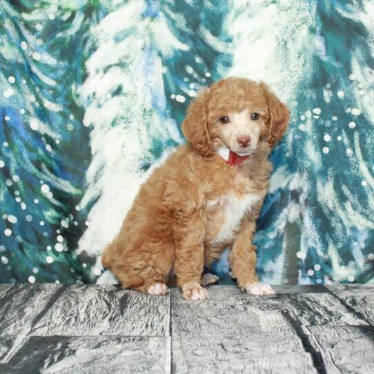 Poodle DOG Female Red 5056 Petland Pensacola, Florida