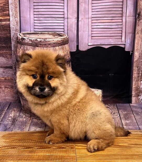 Chow Chow DOG Male Red 5057 Petland Pensacola, Florida