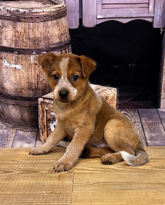 Australian Cattle Dog DOG Male Red 5058 Petland Pensacola, Florida