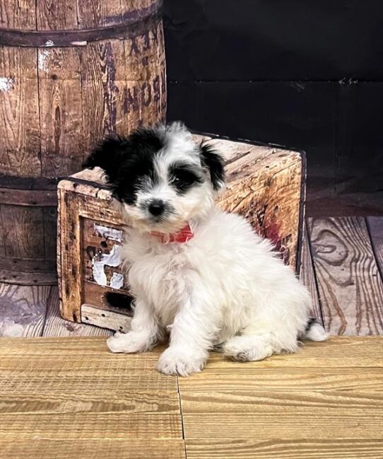 Yorkie-Poo-DOG-Female-White / Black-5059-Petland Pensacola, Florida