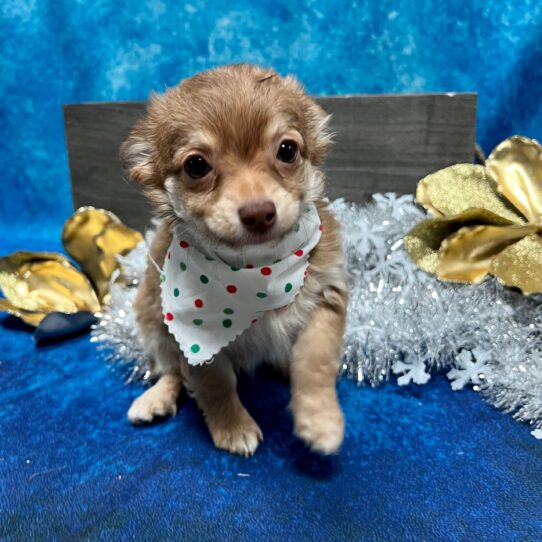 Chihuahua DOG Male Chocolate 5041 Petland Pensacola, Florida