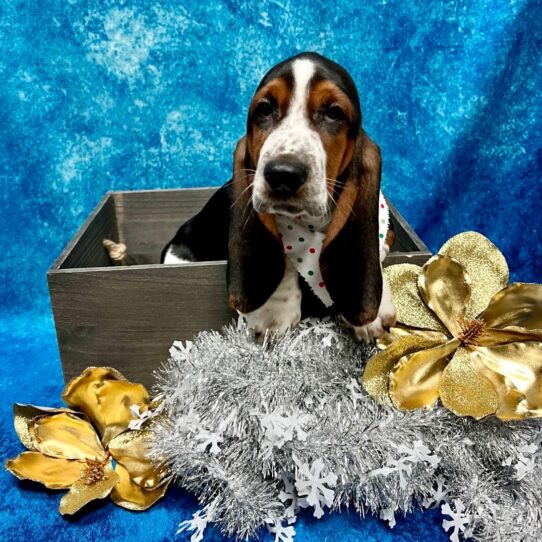 Basset Hound DOG Male Tri-Colored 5044 Petland Pensacola, Florida