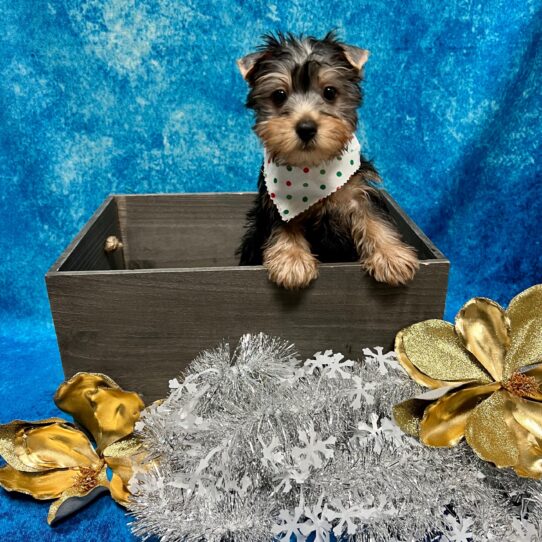 Silky Terrier DOG Male Black/Tan 5079 Petland Pensacola, Florida