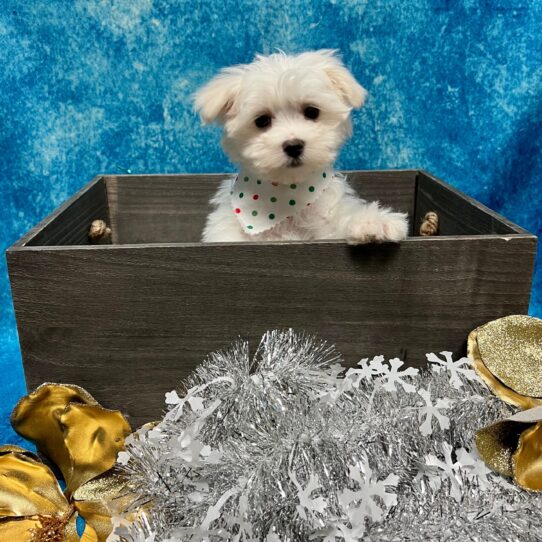 Maltese DOG Female White 5081 Petland Pensacola, Florida