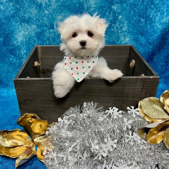 Maltese DOG Male White 5080 Petland Pensacola, Florida