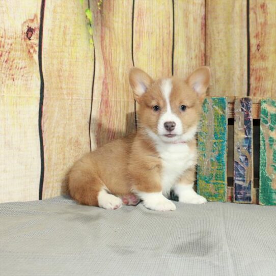 Pembroke Welsh Corgi DOG Male Red / White 5084 Petland Pensacola, Florida