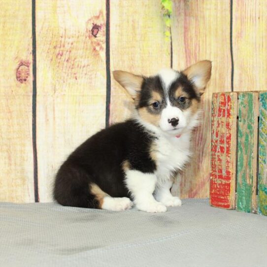 Pembroke Welsh Corgi DOG Female Black White / Tan 5085 Petland Pensacola, Florida