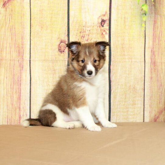 Sheltie-DOG-Female-Sable / White-5086-Petland Pensacola, Florida