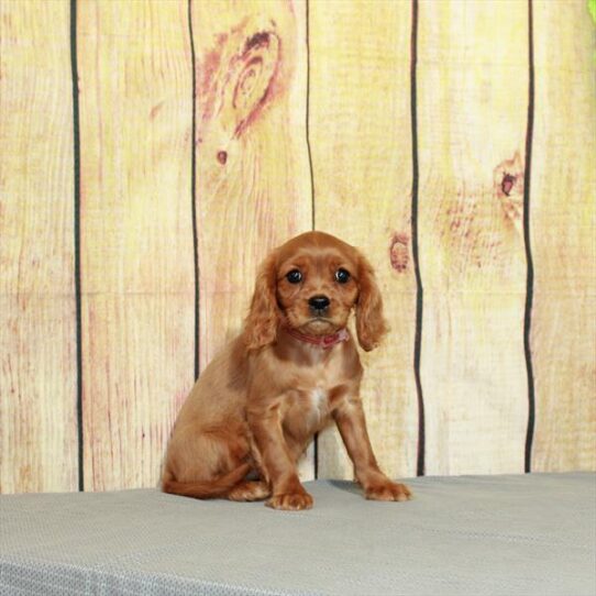 Cavalier King Charles Spaniel DOG Female Ruby 5087 Petland Pensacola, Florida