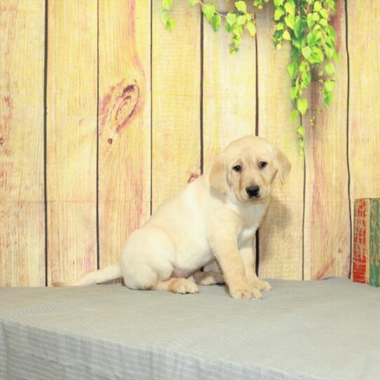 Labrador Retriever DOG Male Yellow 5088 Petland Pensacola, Florida