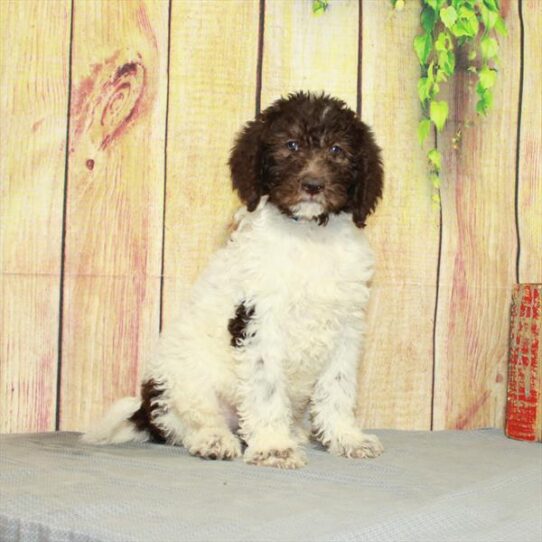 NewfyPoo 2nd Gen-DOG-Male-White / Chocolate-5089-Petland Pensacola, Florida