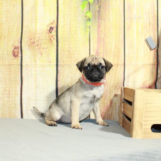 Pug DOG Female Fawn 5090 Petland Pensacola, Florida