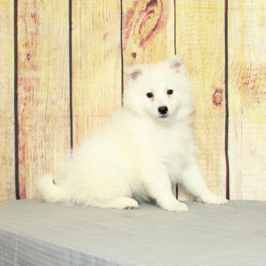 American Eskimo Dog DOG Female White 5092 Petland Pensacola, Florida