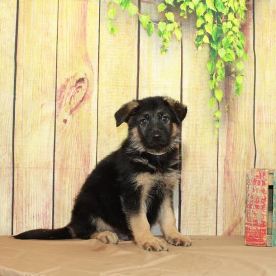 German Shepherd DOG Male Black / Tan 5093 Petland Pensacola, Florida