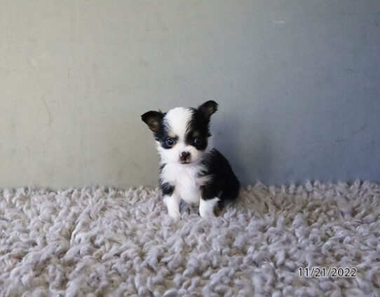 Chihuahua DOG Male Black 5094 Petland Pensacola, Florida