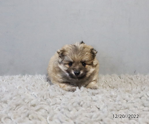 Pomeranian DOG Female Brown 5095 Petland Pensacola, Florida