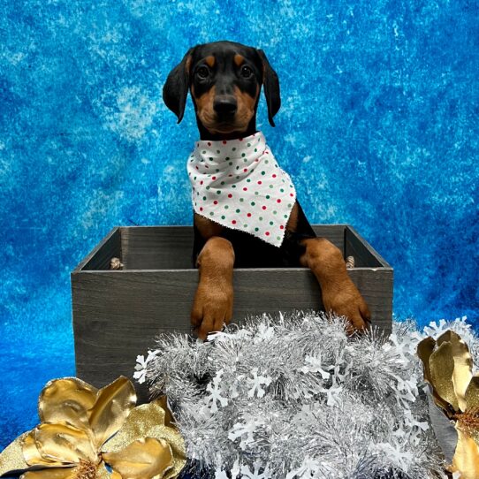 Doberman Pinscher DOG Female Black/Rust 5007 Petland Pensacola, Florida