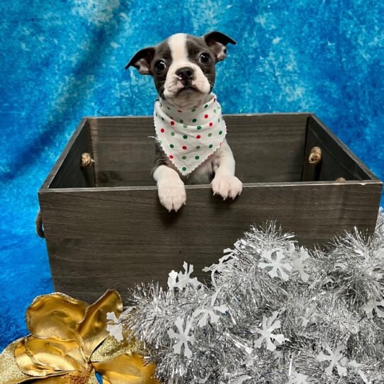 Boston Terrier DOG Male Blue 5096 Petland Pensacola, Florida