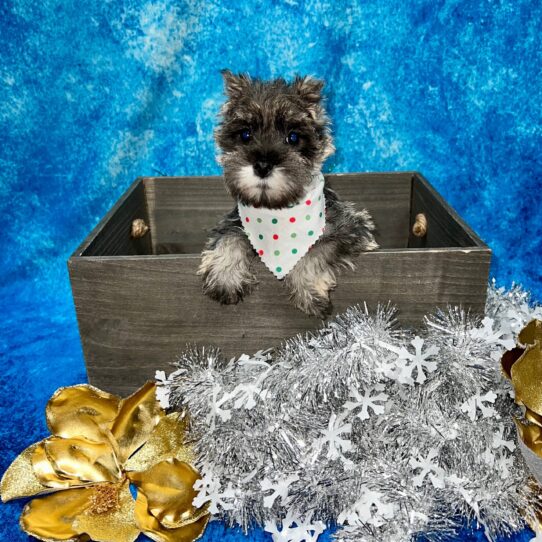 Mini Schnauzer DOG Female Salt/Pepper 5104 Petland Pensacola, Florida