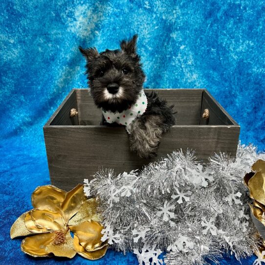 Mini Schnauzer DOG Male Salt/Pepper 5105 Petland Pensacola, Florida