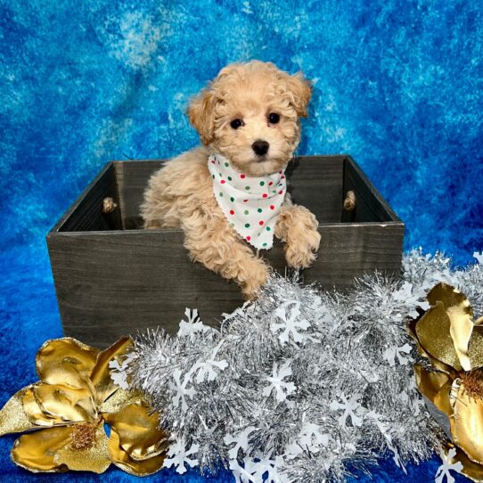 Poodle DOG Male Cream 5106 Petland Pensacola, Florida