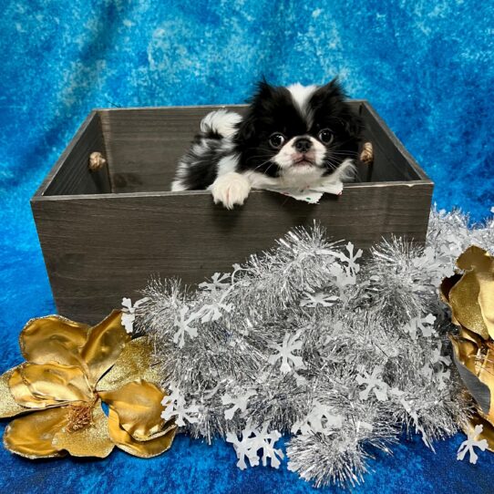 Japanese Chin DOG Female Black/Tan/White 5107 Petland Pensacola, Florida