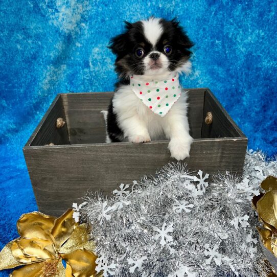 Japanese Chin DOG Male Black/White/Tan 5108 Petland Pensacola, Florida