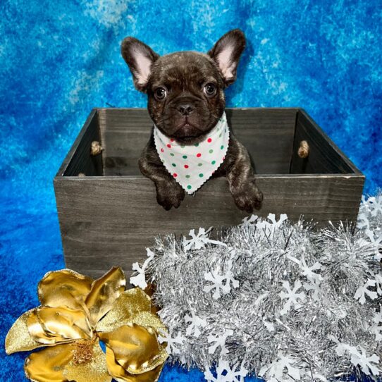 French Bulldog DOG Male Chocolate Brindle 5110 Petland Pensacola, Florida