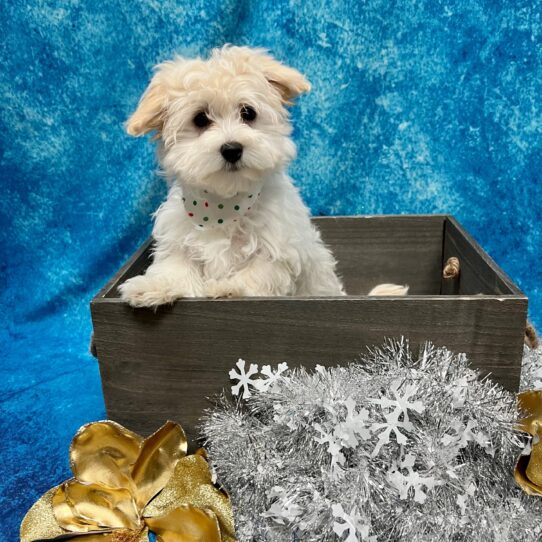 Havamalt-DOG-Female-Cream-4974-Petland Pensacola, Florida