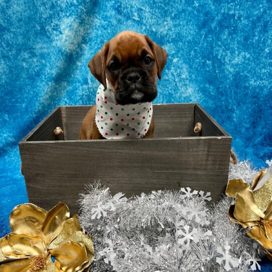 Boxer DOG Female Fawn 5122 Petland Pensacola, Florida