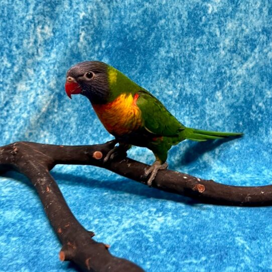 Lorikeet-BIRD-Male-Rainbow-4853-Petland Pensacola, Florida