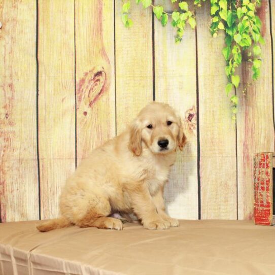 Golden Retriever DOG Male Golden 5127 Petland Pensacola, Florida