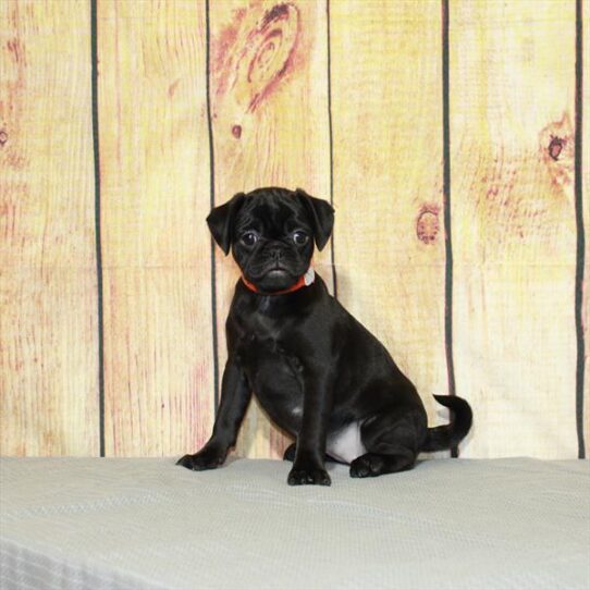 Pug DOG Female Black 5128 Petland Pensacola, Florida