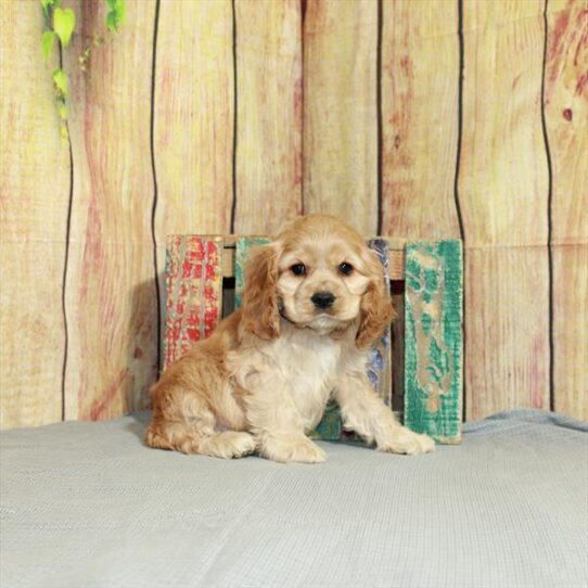 Cocker Spaniel DOG Male Buff 5129 Petland Pensacola, Florida