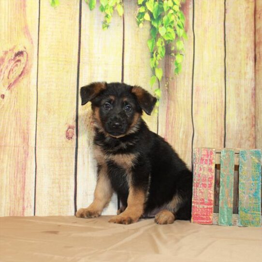 German Shepherd DOG Male Black / Tan 5130 Petland Pensacola, Florida