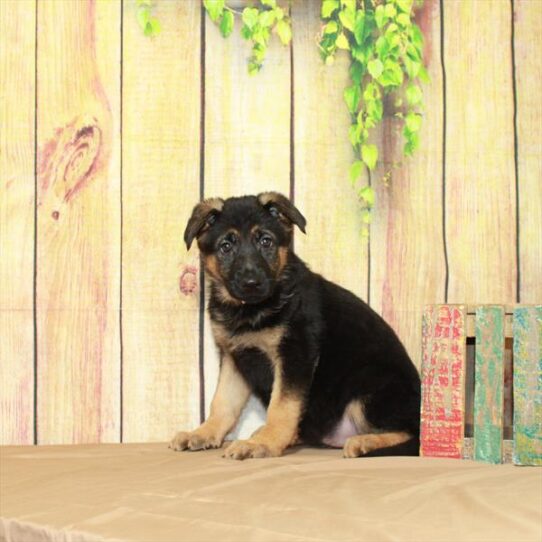 German Shepherd DOG Female Black / Tan 5131 Petland Pensacola, Florida