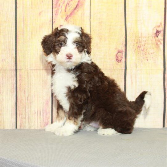 Mini Bernedoodle 2nd Gen-DOG-Male-Chocolate / Tan-5132-Petland Pensacola, Florida