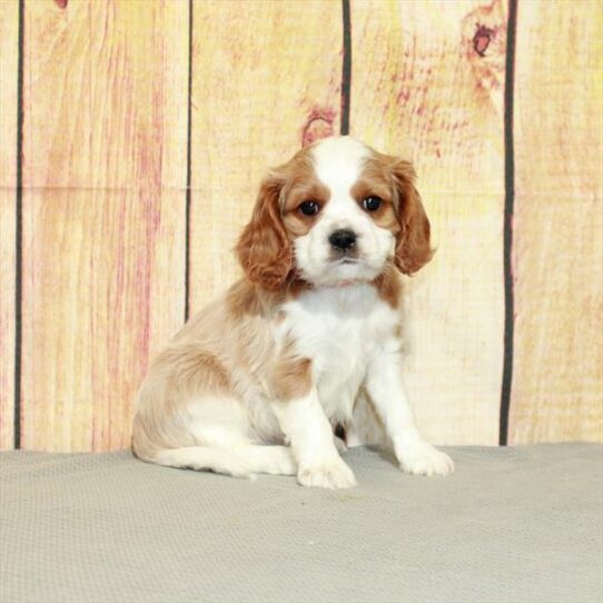 Cavapoo DOG Male Blenheim / White 5133 Petland Pensacola, Florida