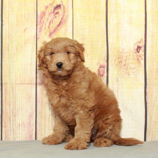 Goldendoodle Mini 2nd Gen-DOG-Female-Red-5135-Petland Pensacola, Florida