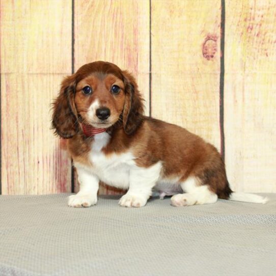 Dachshund DOG Male Red Sable 5136 Petland Pensacola, Florida