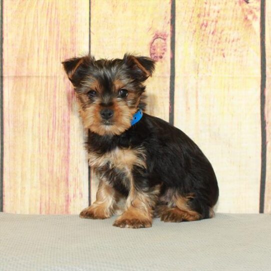 Yorkie DOG Male Black / Tan 5138 Petland Pensacola, Florida