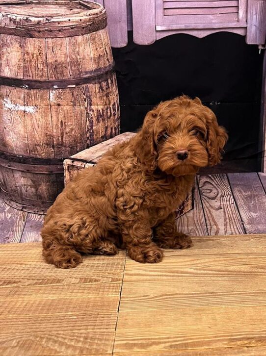 Cockapoo DOG Male Red 5139 Petland Pensacola, Florida