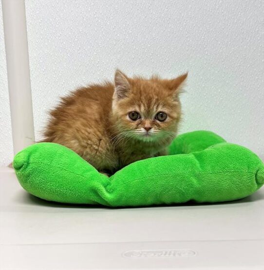 Exotic-KITTEN-Male-Red Mackeral Tabby-5140-Petland Pensacola, Florida