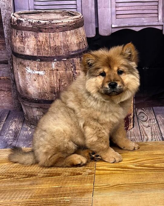 Chow Chow DOG Female Cinnamon 5141 Petland Pensacola, Florida